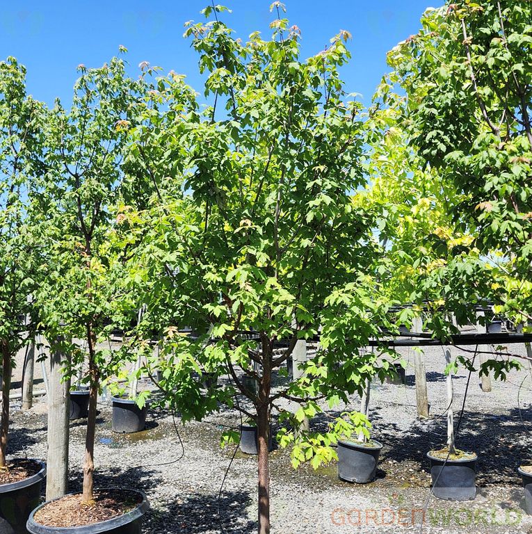 Acer griseum