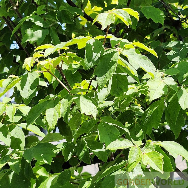 Acer griseum