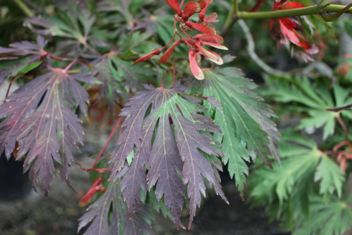 Acer japonicum 'Aconitifolium'