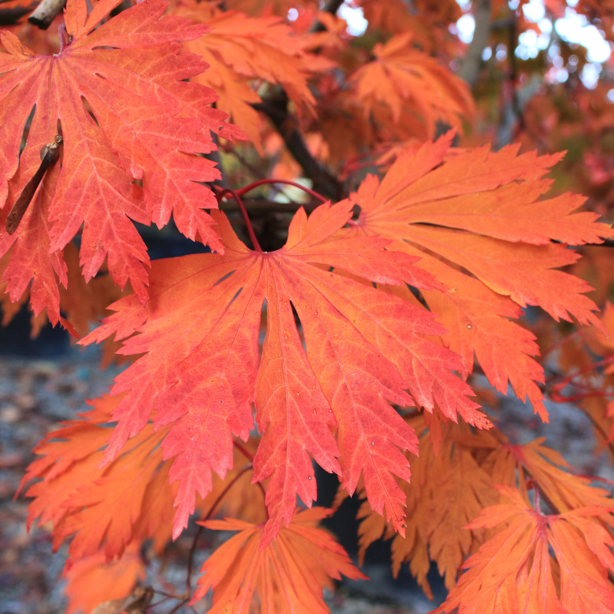 Acer japonicum 'Aconitifolium'