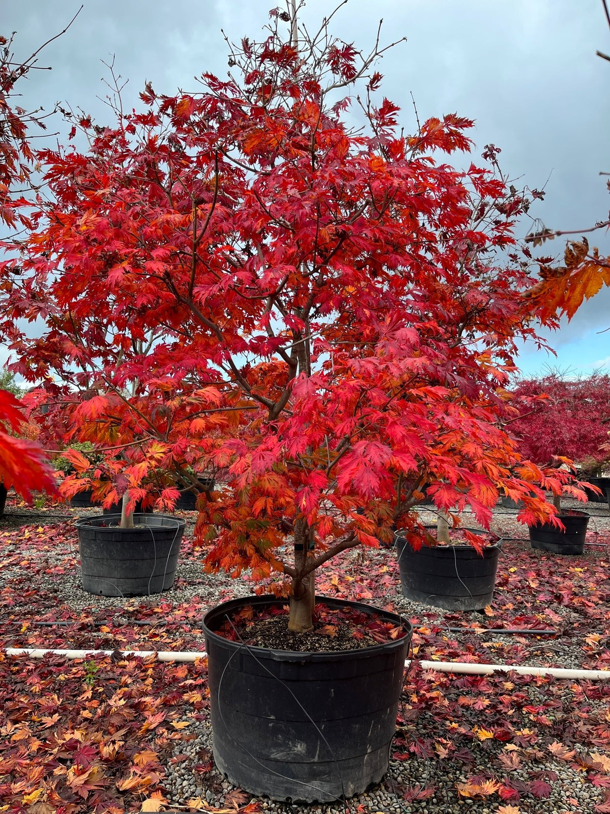 Acer japonicum 'Aconitifolium'