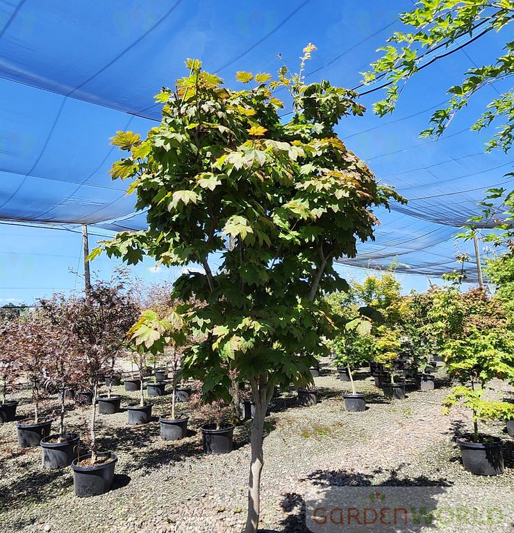 Acer japonicum 'Meigetsu'
