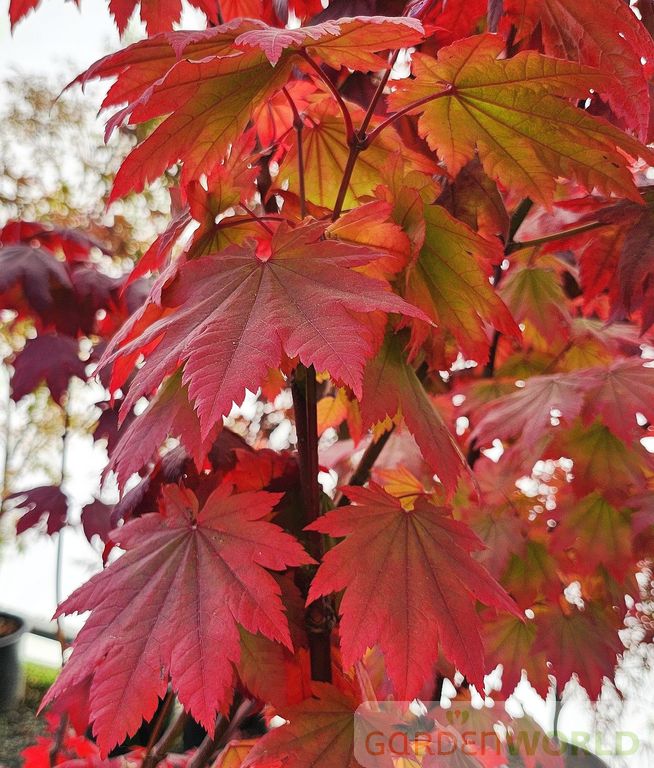 Acer japonicum 'Meigetsu'