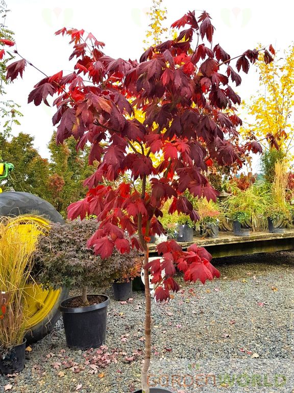Acer japonicum 'Vitifolium'