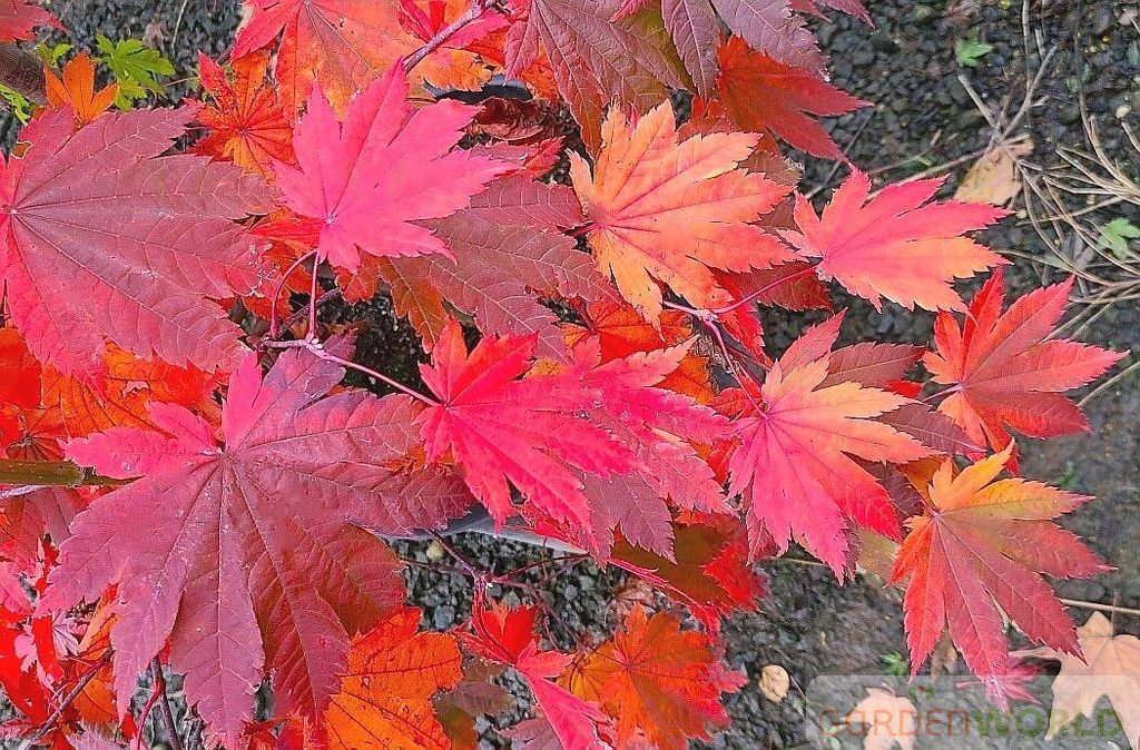 Acer japonicum 'Vitifolium'