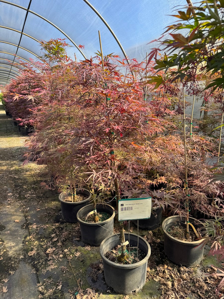 Acer palmatum 'Aekan Le's'