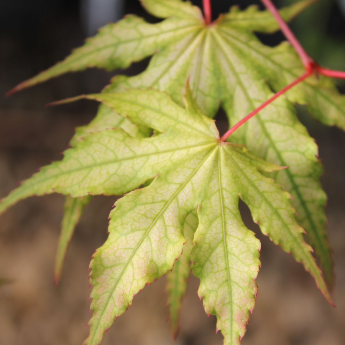 Acer palmatum 'Aka shigitatsu sawa'