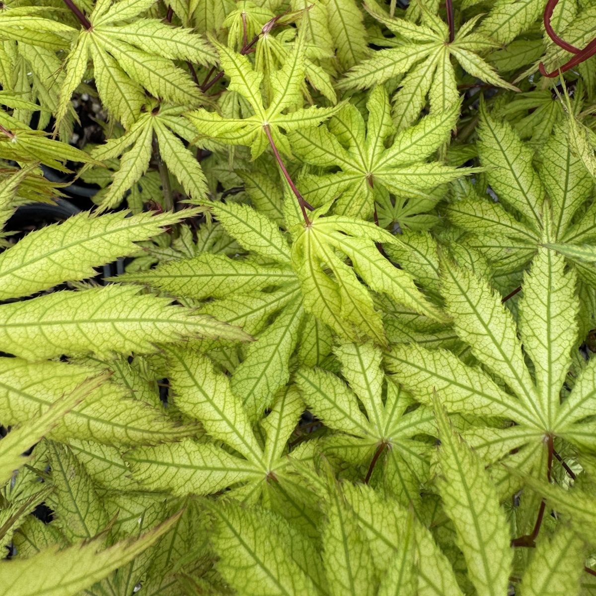 Acer palmatum 'Aka shigitatsu sawa'