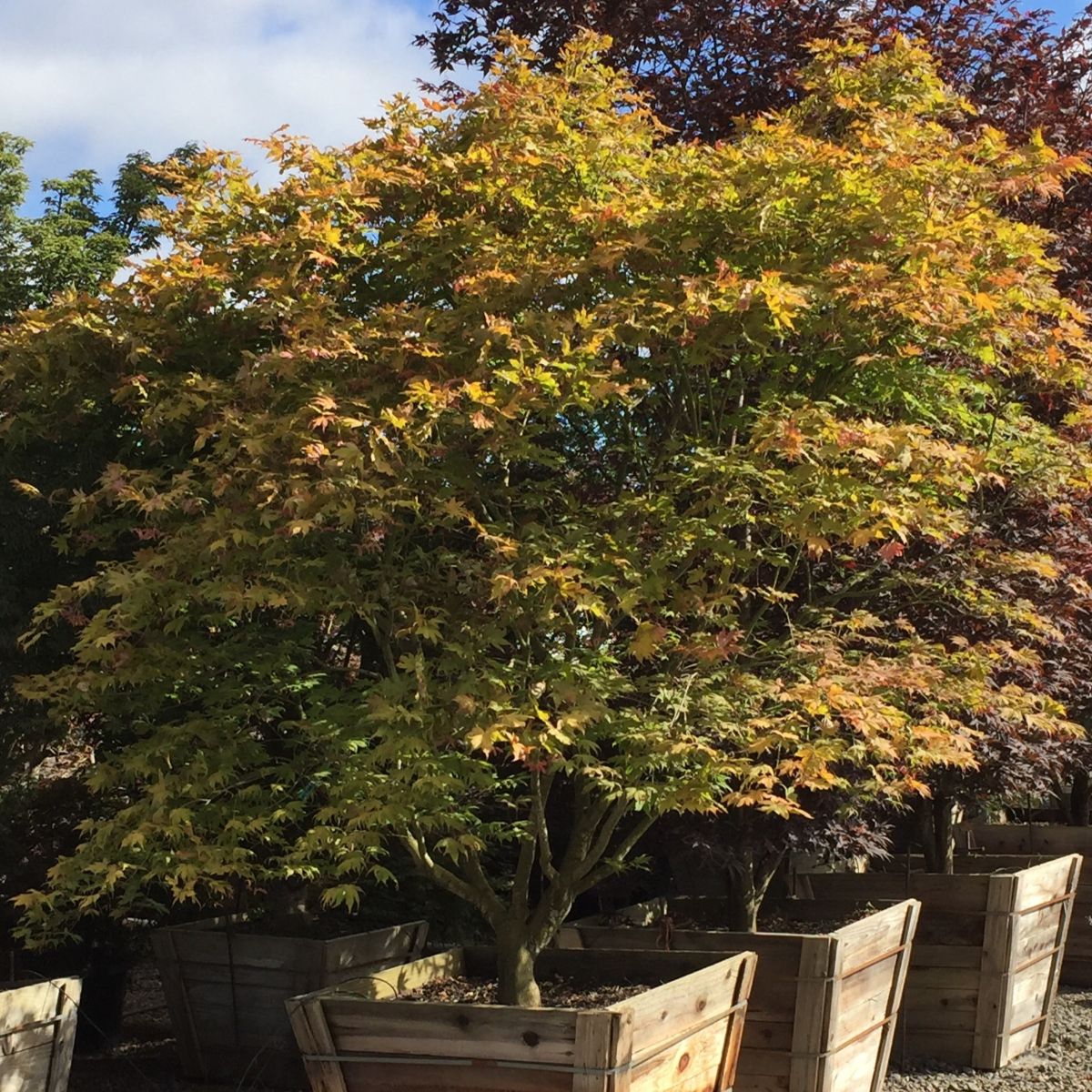 Acer palmatum 'Aka shigitatsu sawa'