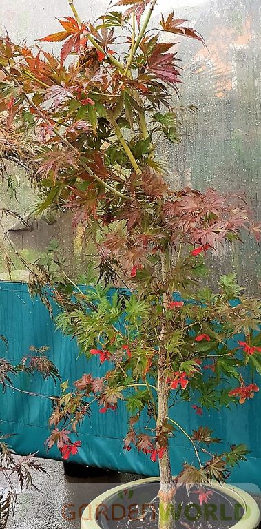 Acer palmatum 'Ariadne'