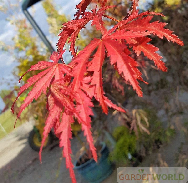 Acer palmatum 'Ariadne'