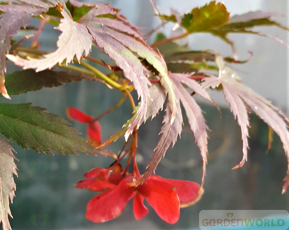 Acer palmatum 'Ariadne'