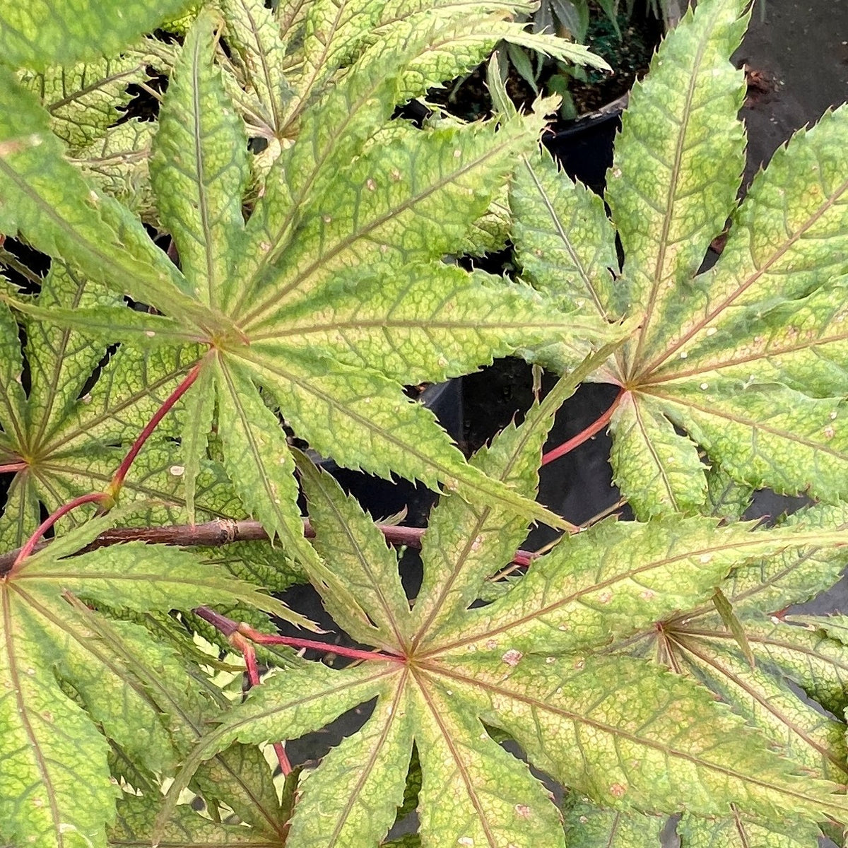 Acer palmatum 'Baby Ghost'