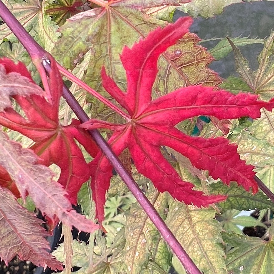 Acer palmatum 'Baby Ghost'
