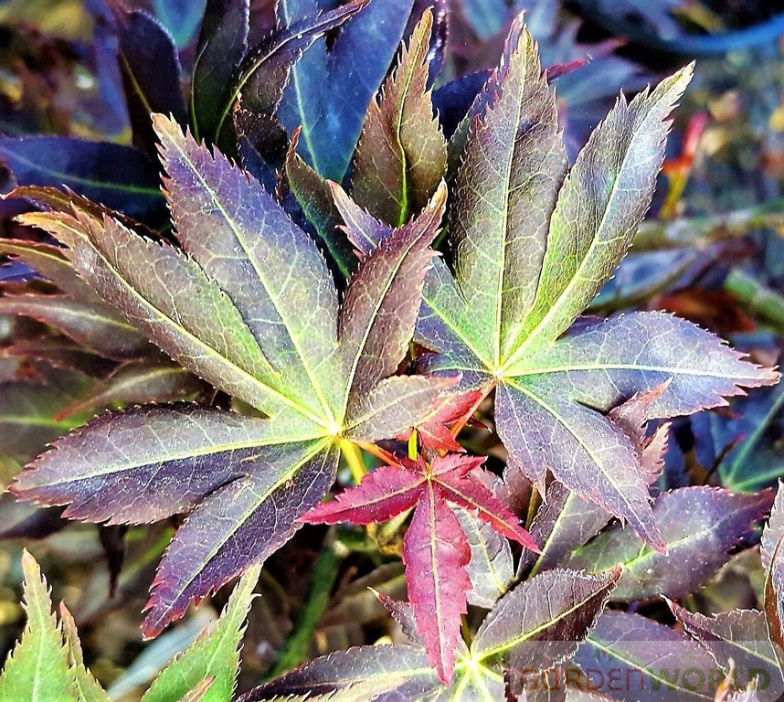 Acer palmatum 'Beni Hoshi' (Dwarf)