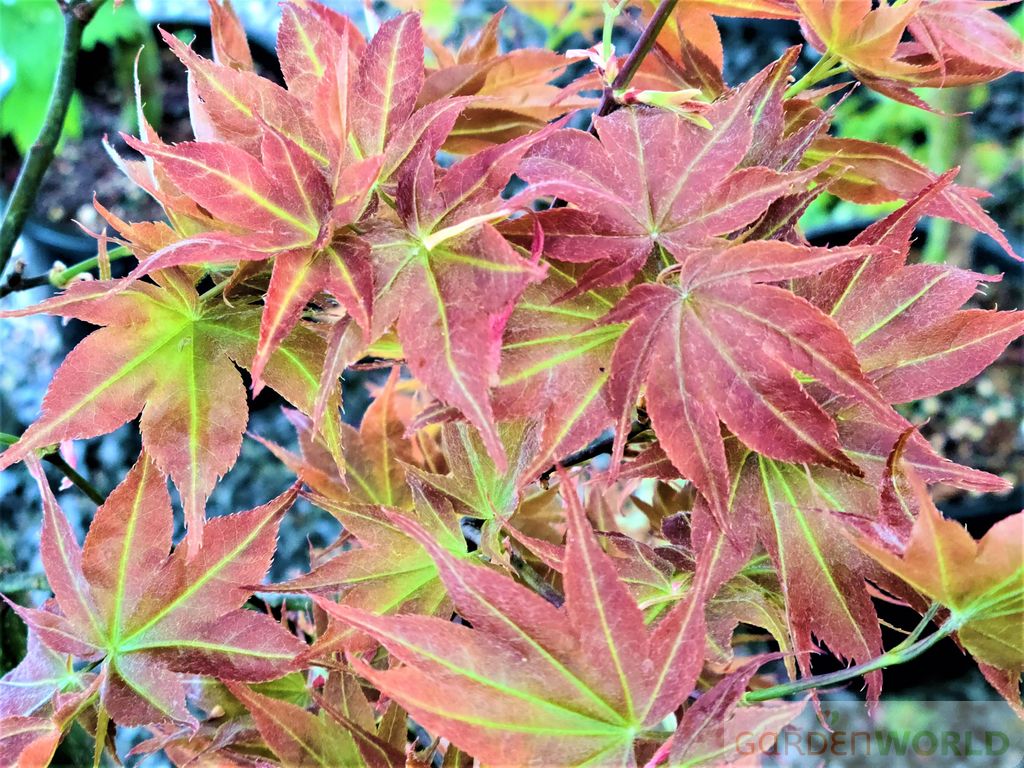 Acer palmatum 'Beni Hoshi' (Dwarf)