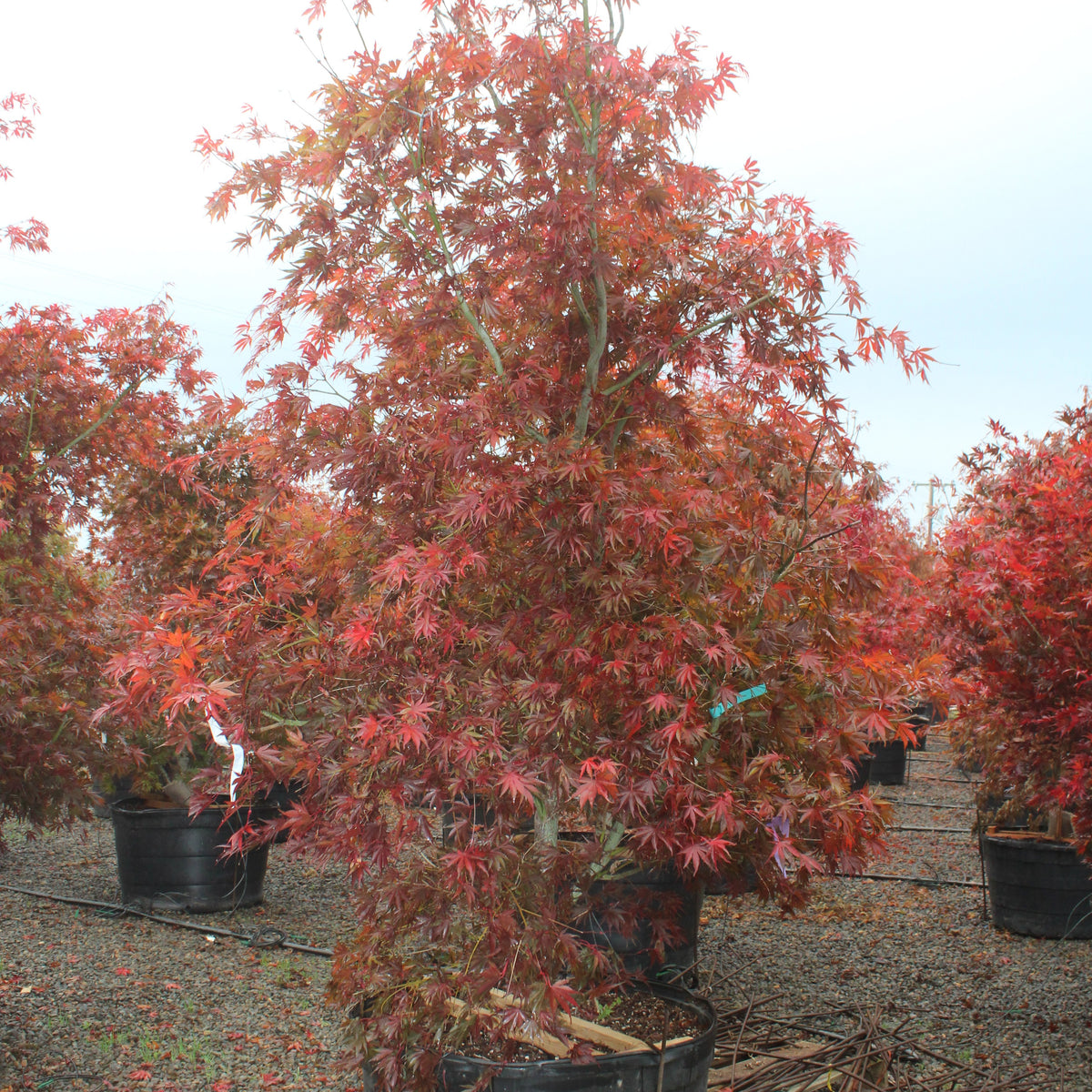 Acer palmatum 'Beni kagami'