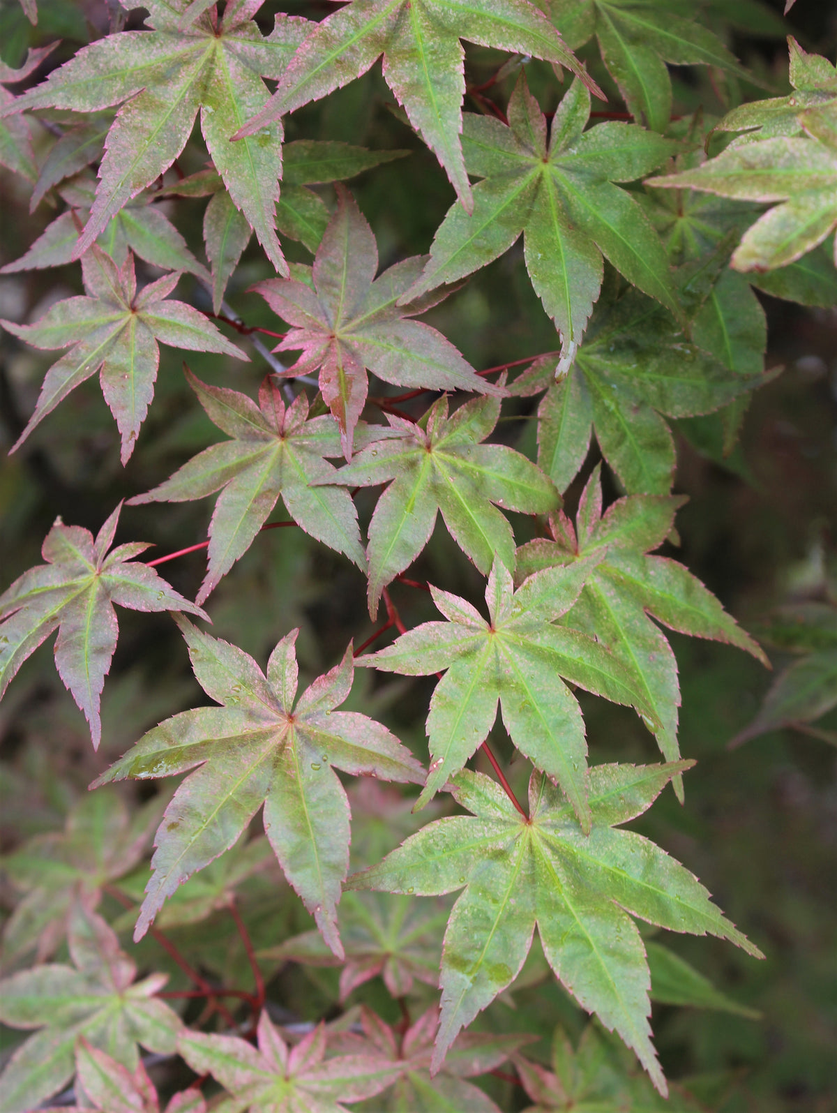 Acer palmatum 'Beni maiko'