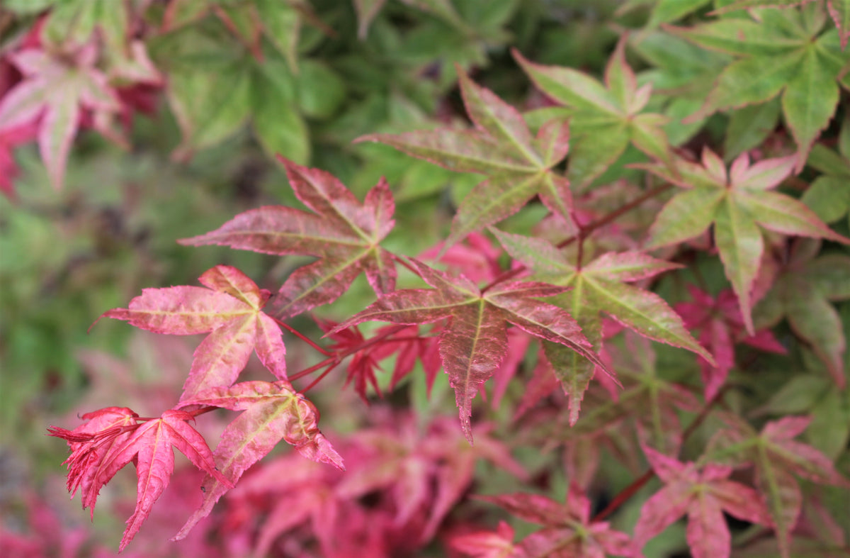 Acer palmatum 'Beni maiko'
