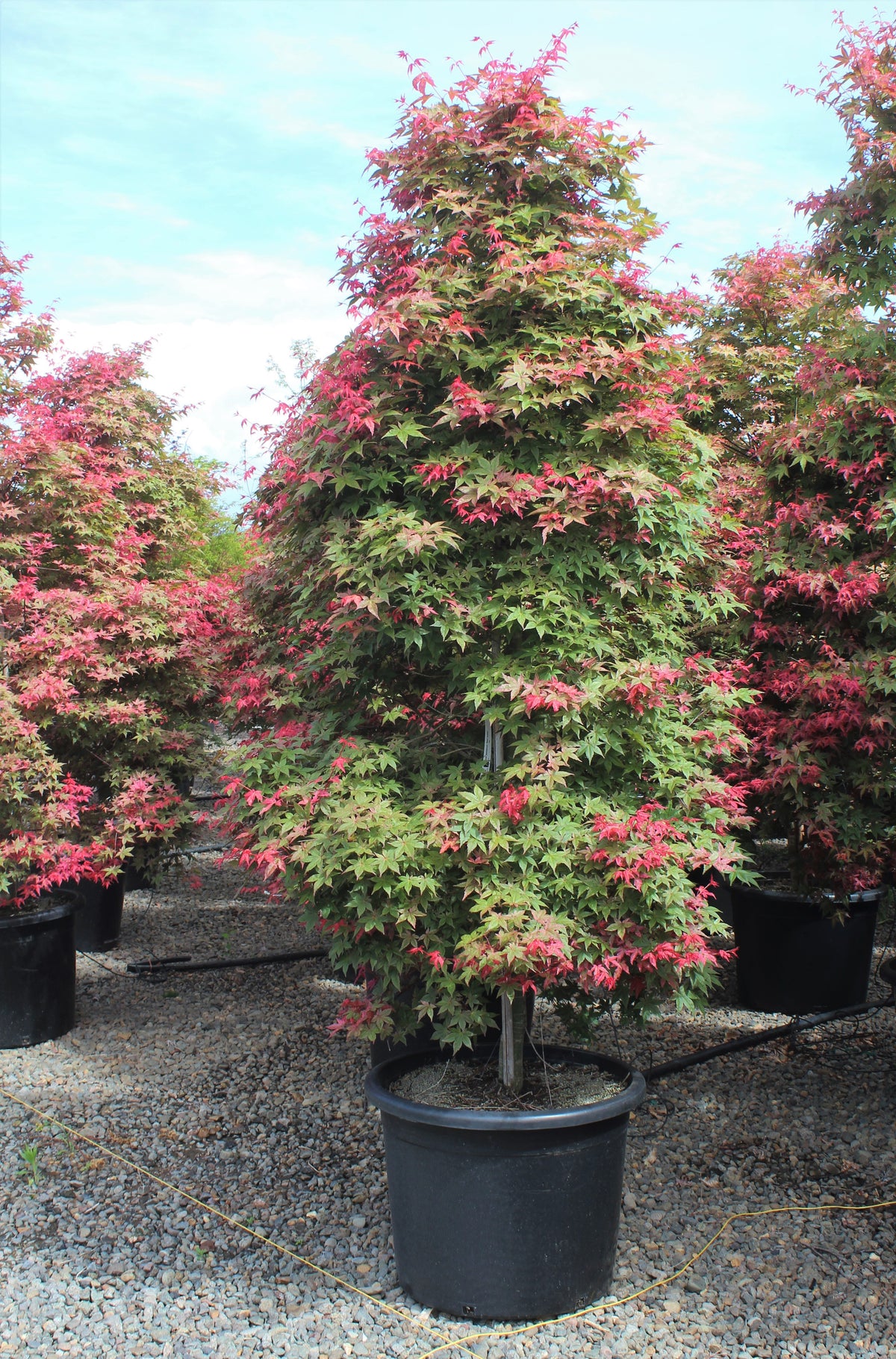 Acer palmatum 'Beni maiko'