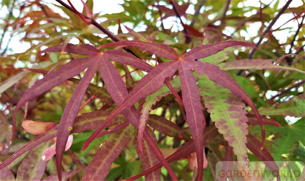 Acer palmatum 'Beni otake'