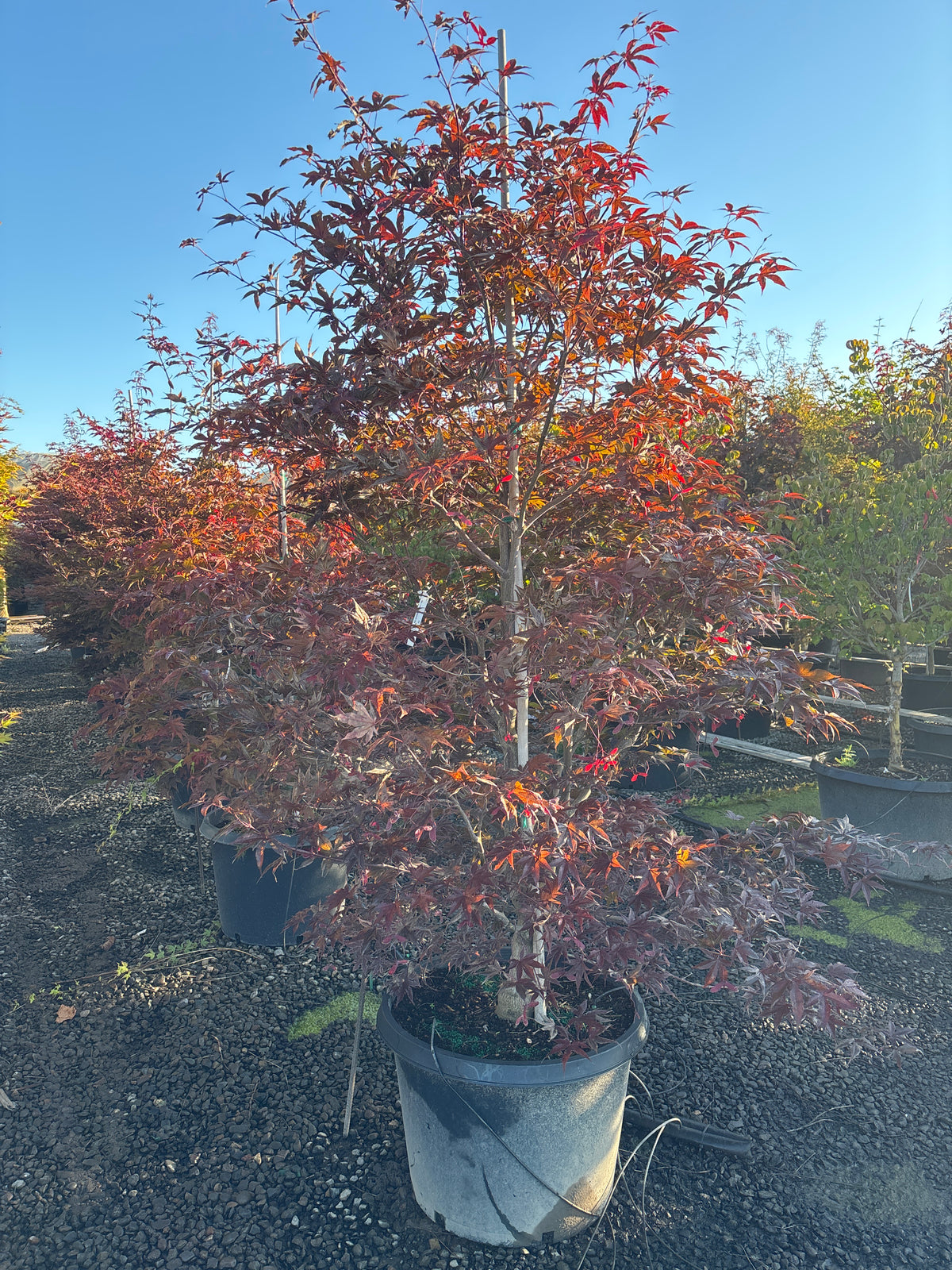 Acer palmatum 'Emperor I'