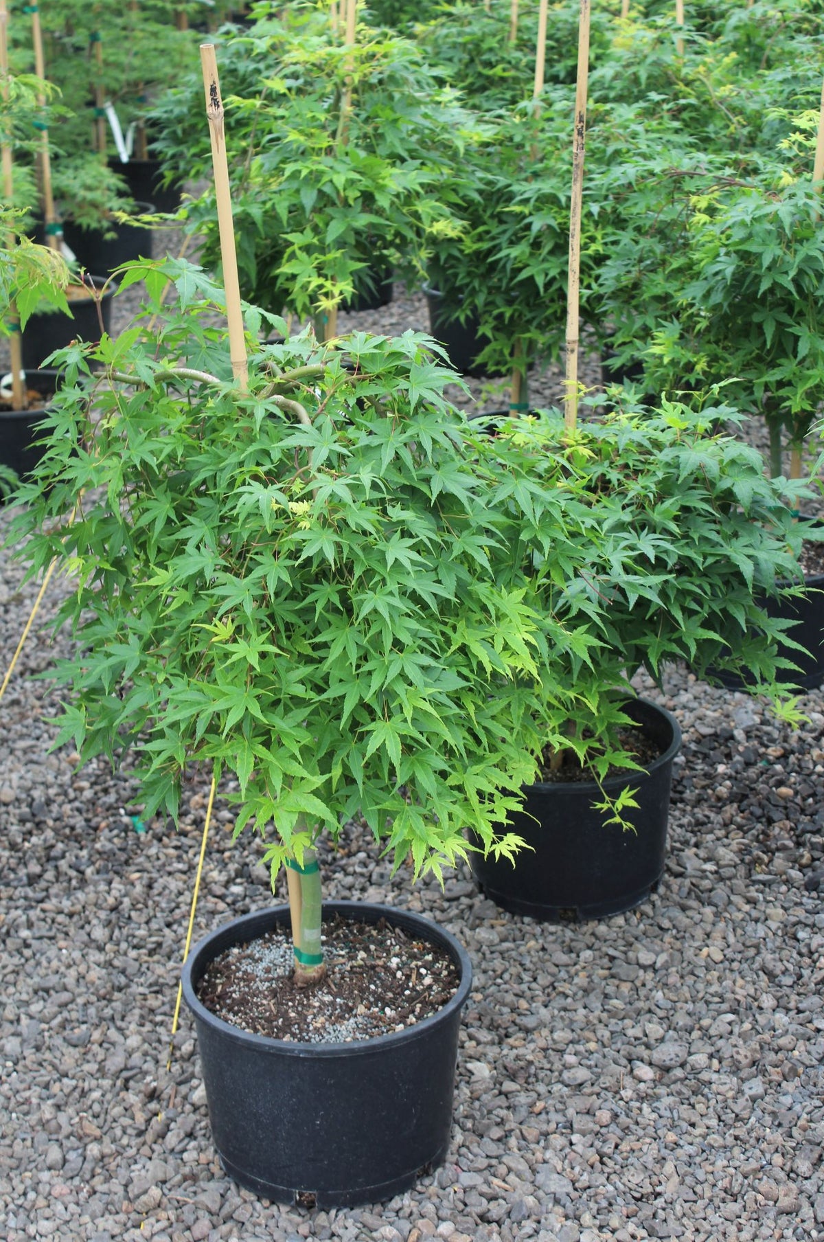 Acer palmatum 'Falling Star'
