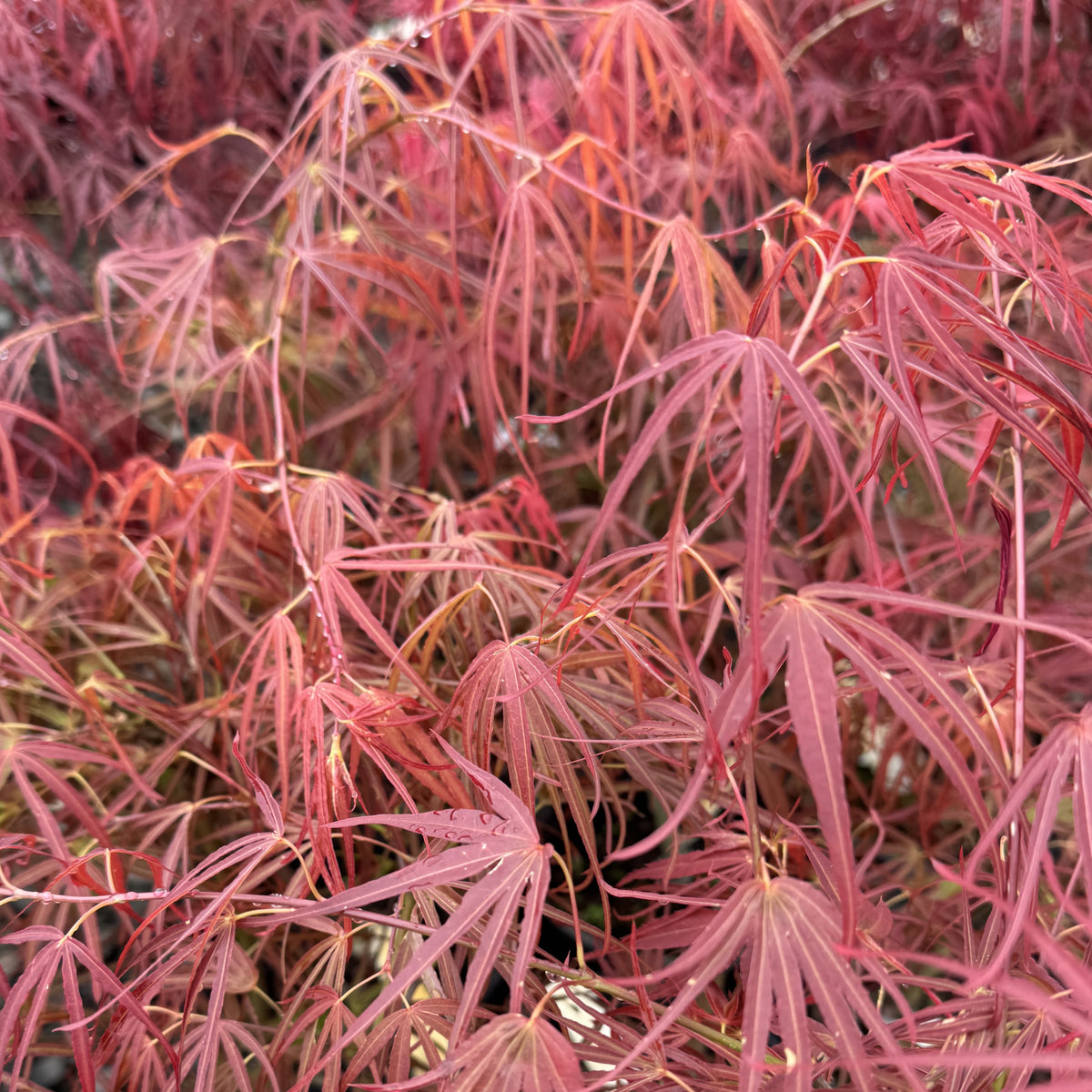 Acer palmatum 'Filifera Purpurea'