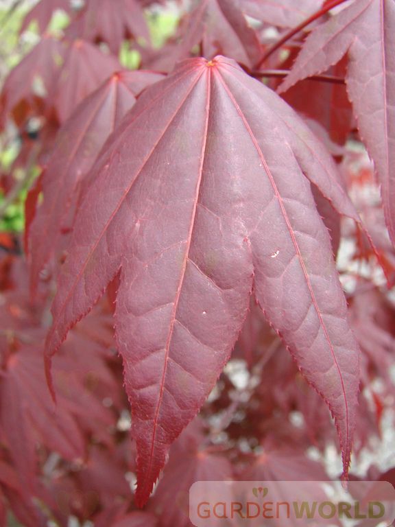 Acer palmatum 'Fireglow'