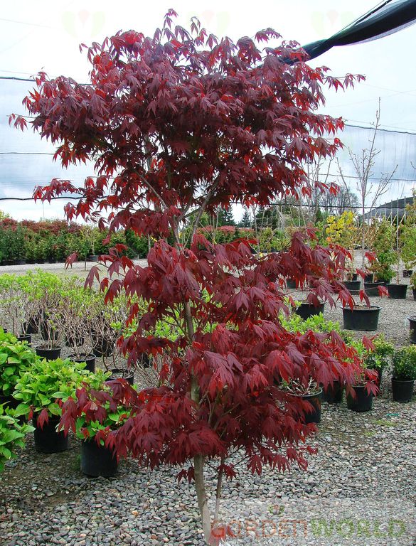 Acer palmatum 'Fireglow'