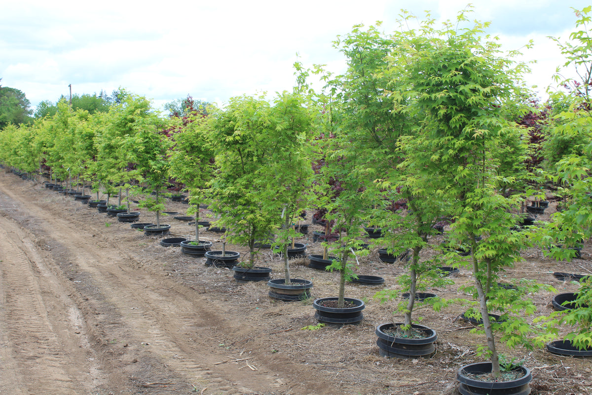 Acer palmatum 'Hogyoku'
