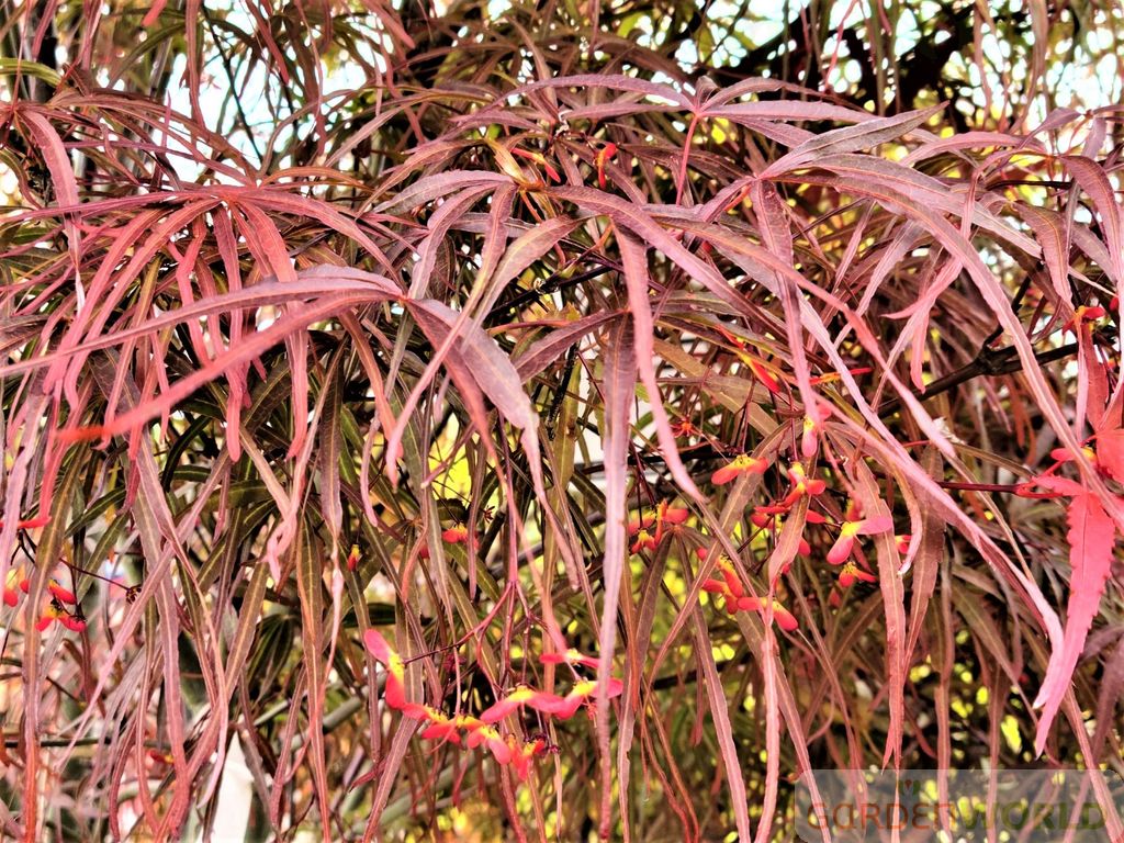 Acer palmatum 'Hubb's Red Willow'