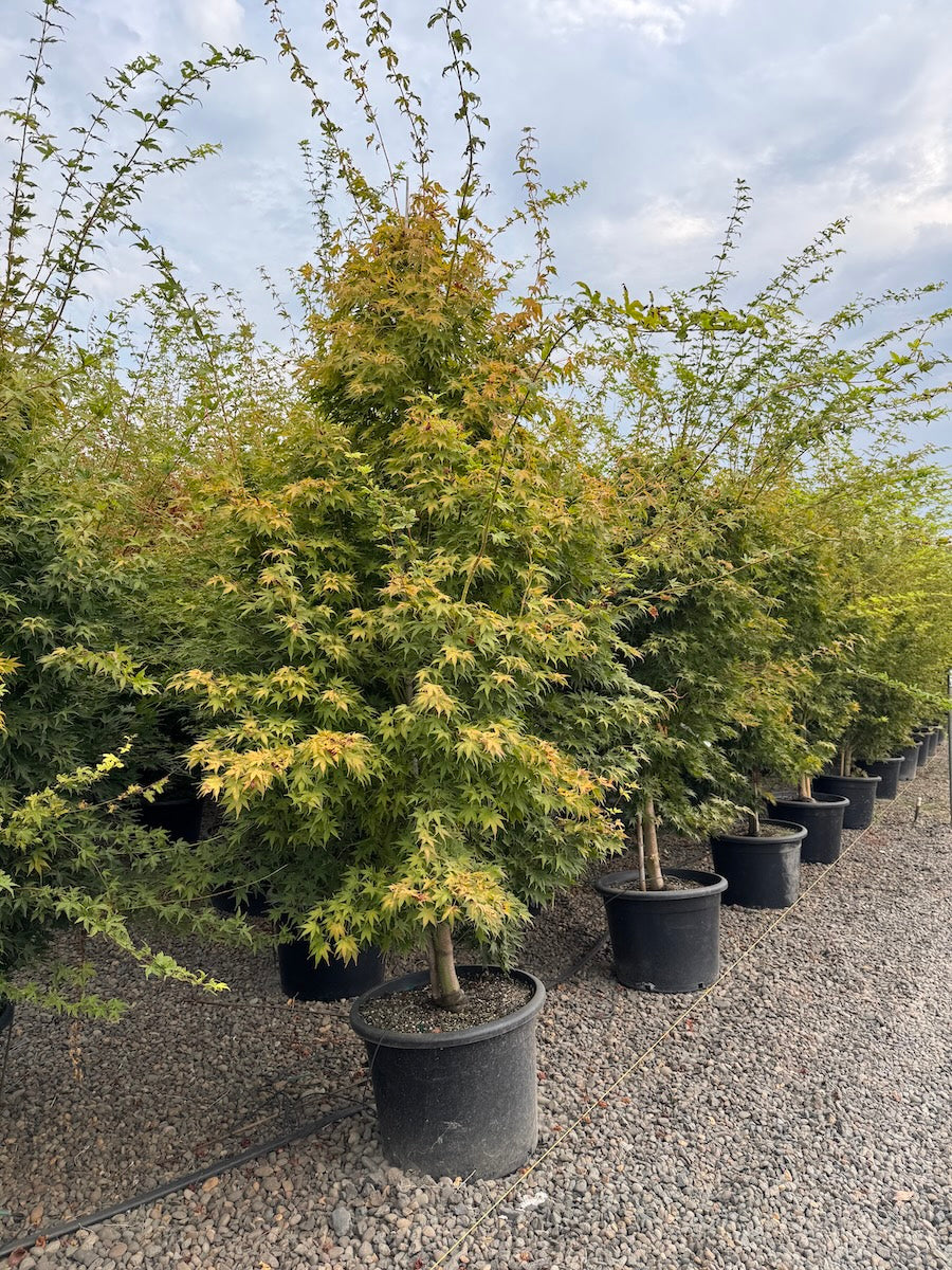 Acer palmatum 'Japanese Sunrise'