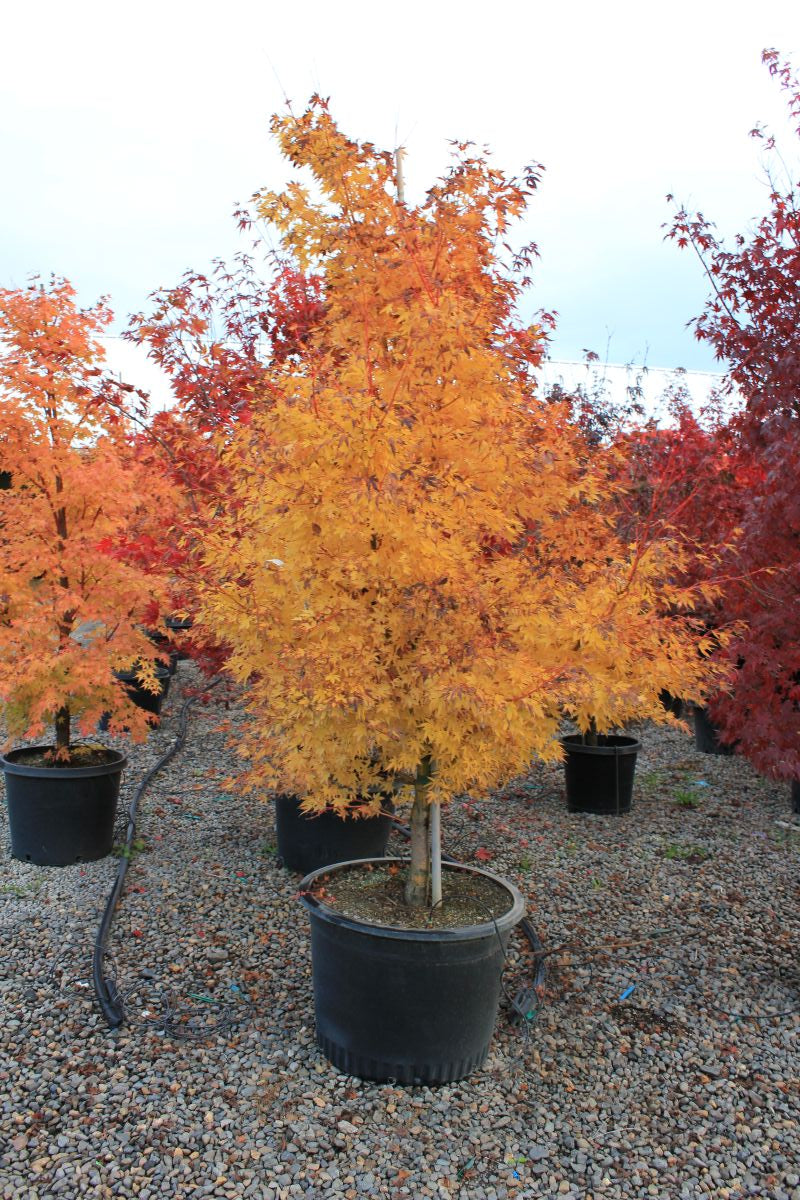 Acer palmatum 'Japanese Sunrise'