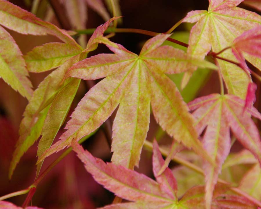 Acer palmatum 'Jubilee'