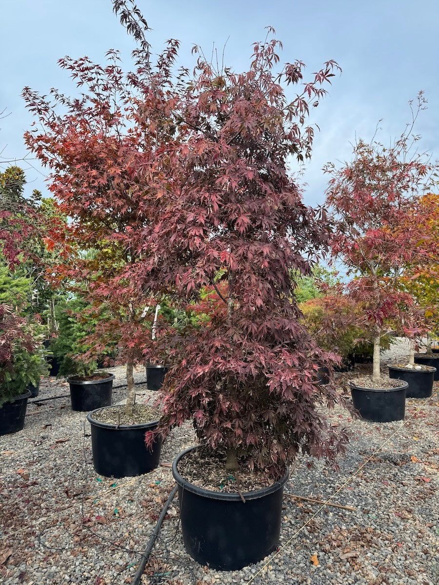 Acer palmatum 'Jubilee'
