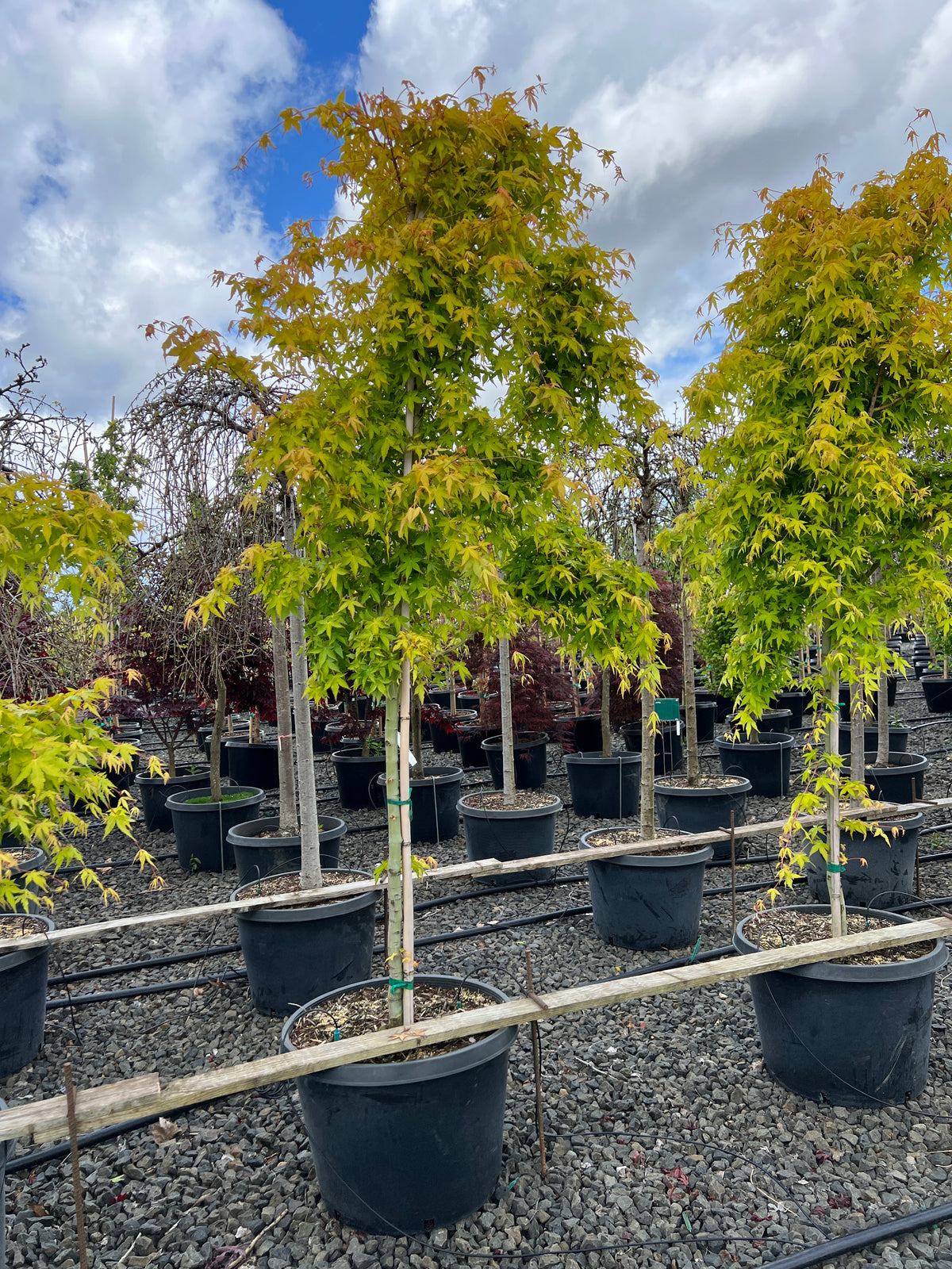 Acer palmatum 'Katsura'