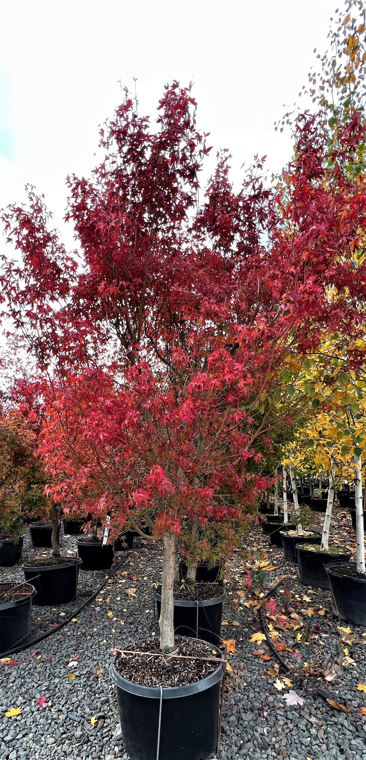 Acer palmatum 'Katsura'