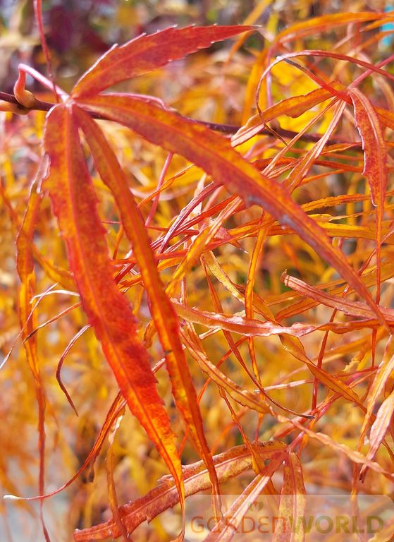 Acer palmatum 'Koto no ito'