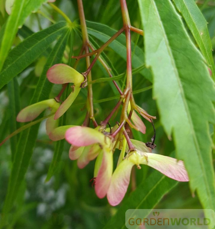 Acer palmatum 'Koto no ito'