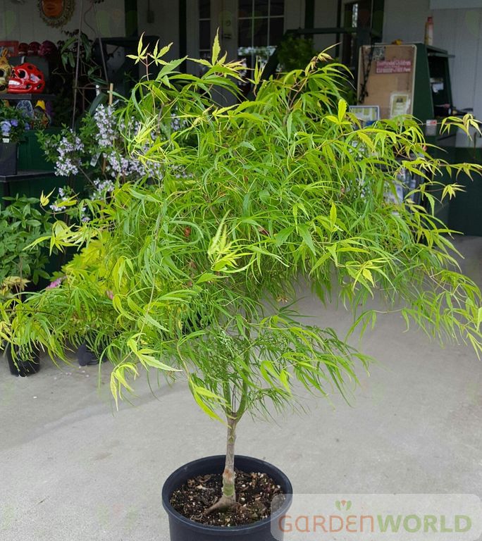 Acer palmatum 'Koto no ito'