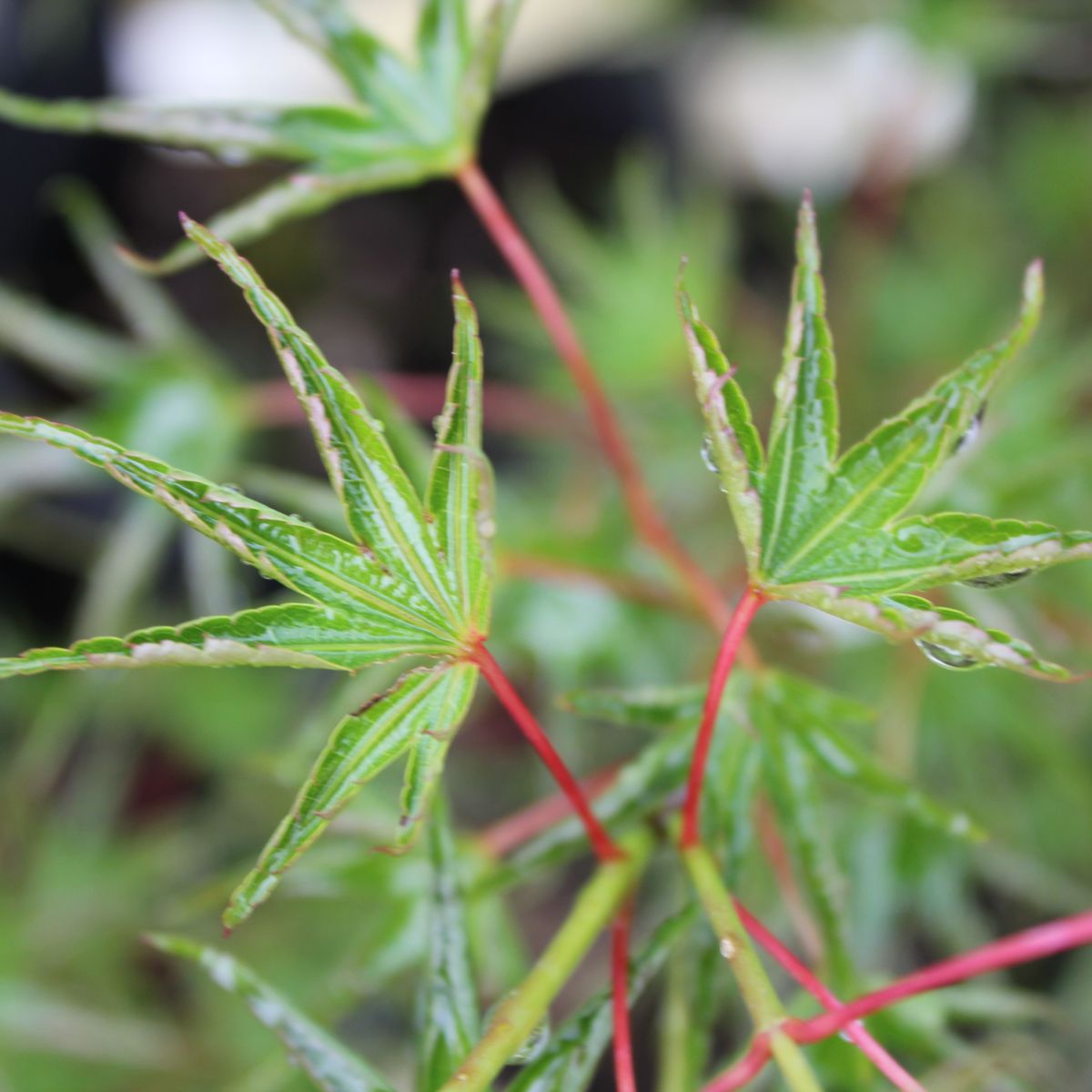 Acer palmatum 'Kurui jishi' (DWARF)