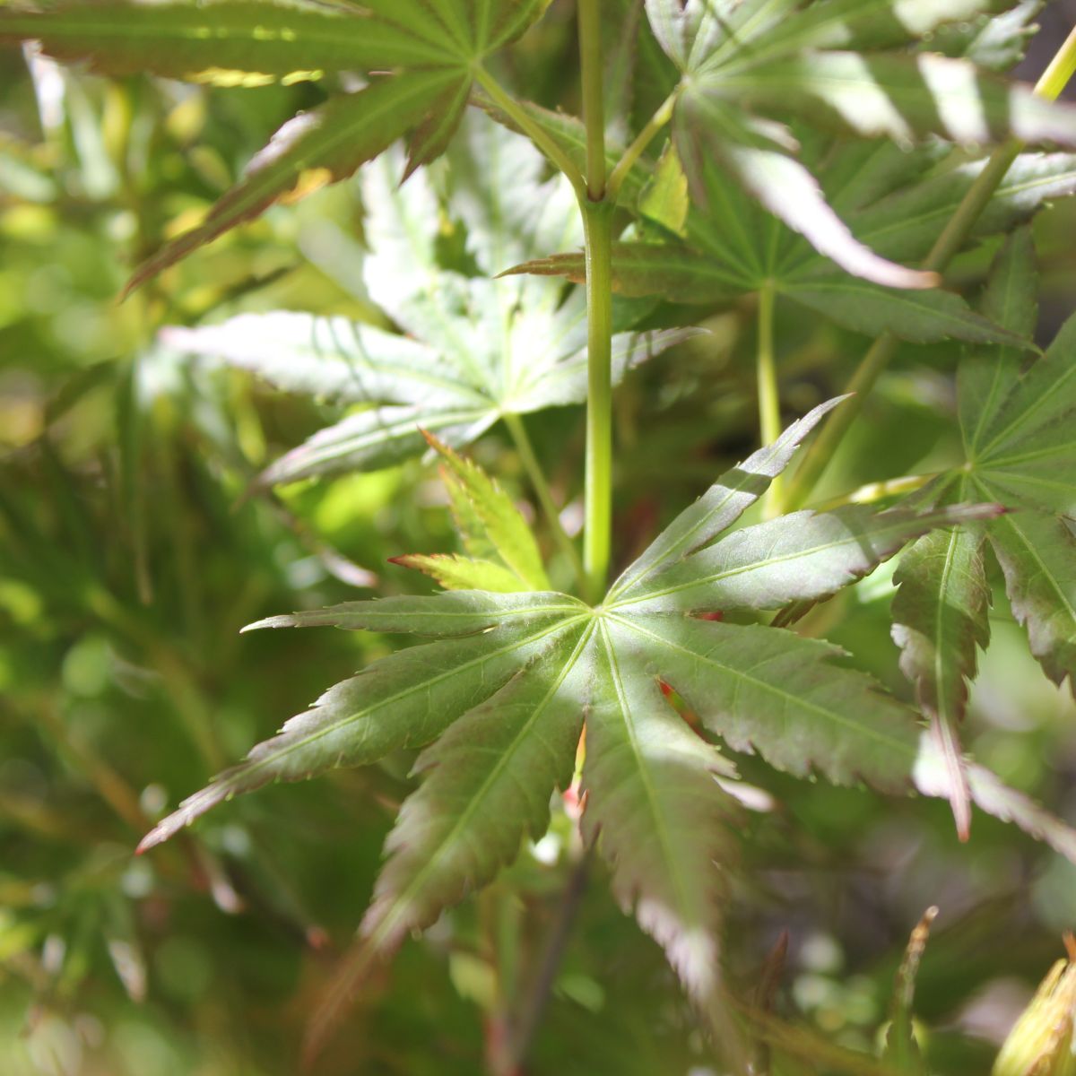 Acer palmatum 'Kurui jishi' (DWARF)