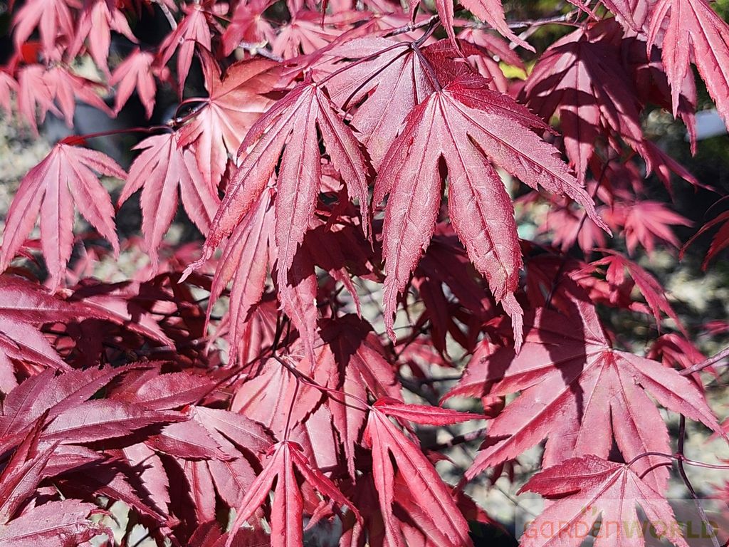 Acer palmatum 'Moonfire'
