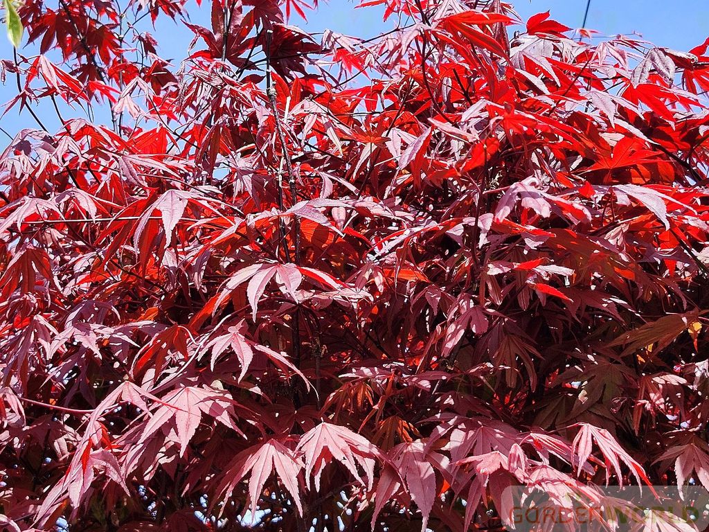 Acer palmatum 'Moonfire'
