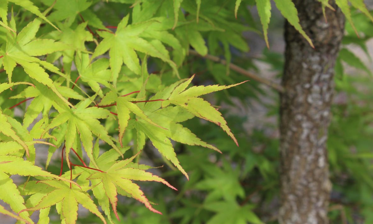 Acer palmatum 'Nishiki gawa'