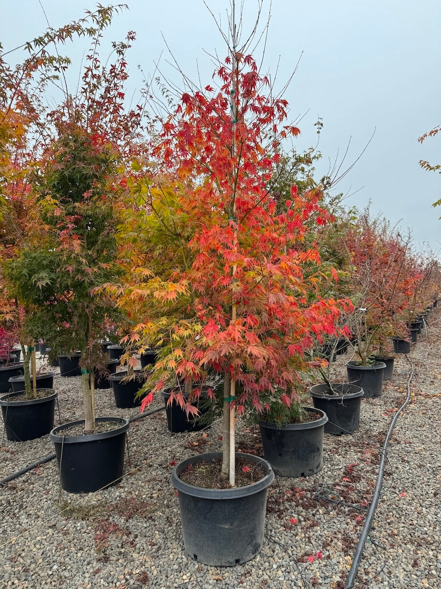 Acer palmatum 'Orange Flame'