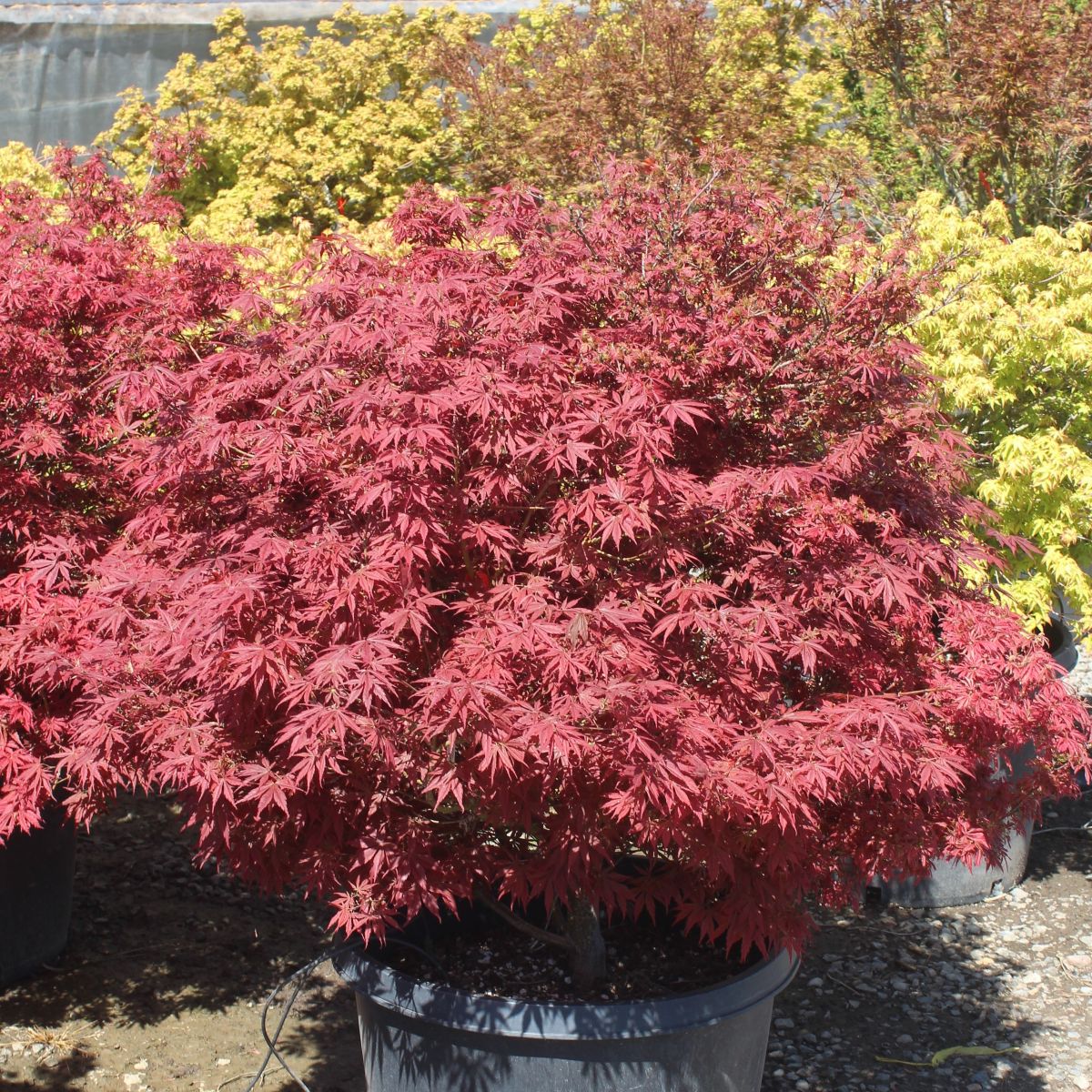 Acer palmatum 'Orion' (Dwarf)
