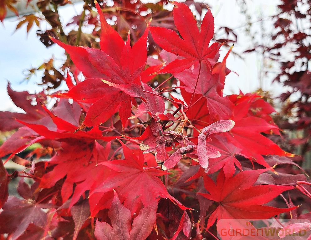 Acer palmatum 'Osakasuki'
