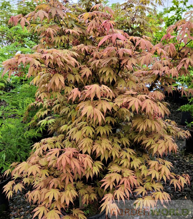 Acer palmatum 'Osakasuki'